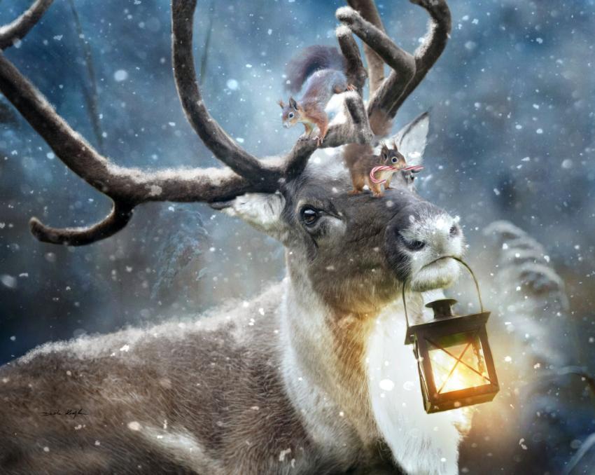 deer