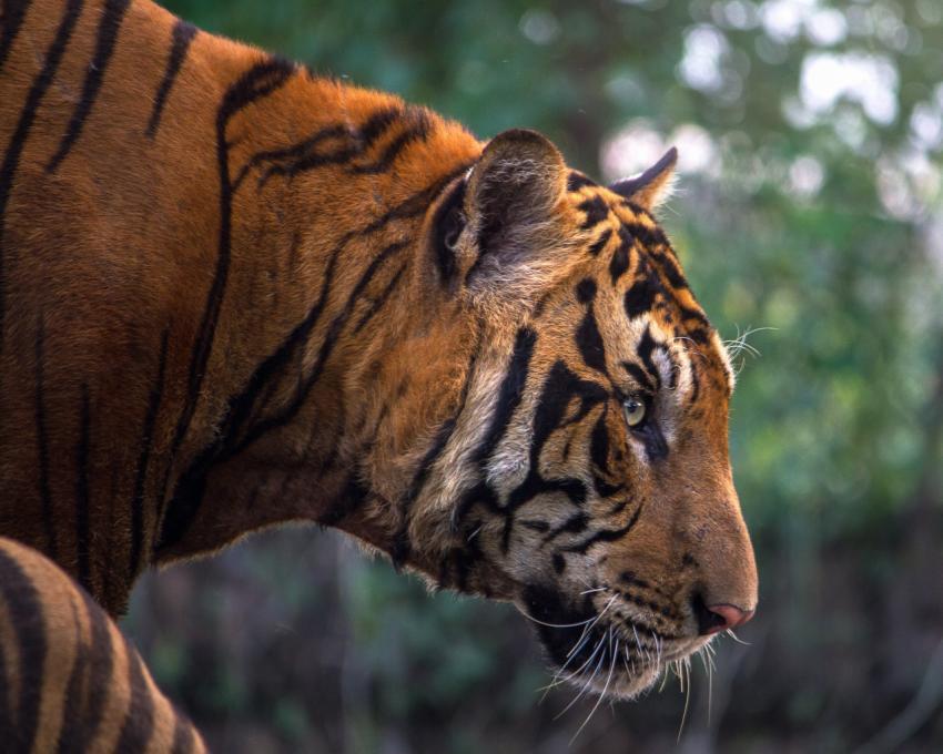 tiger