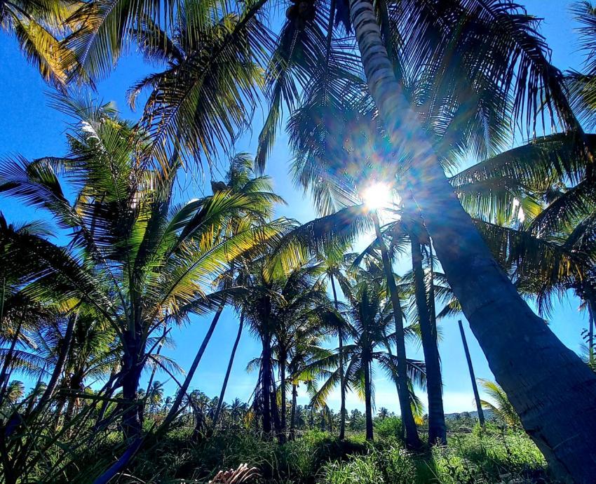 Photo of palm trees