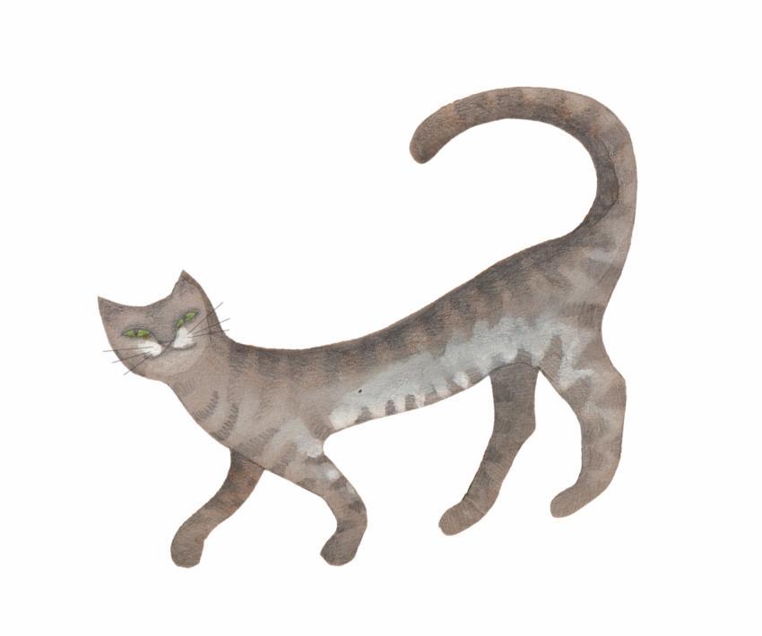 grey tabby cat