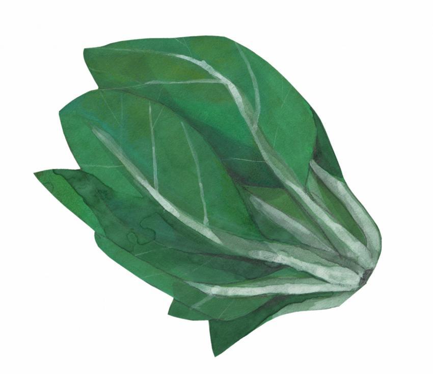 swiss chard