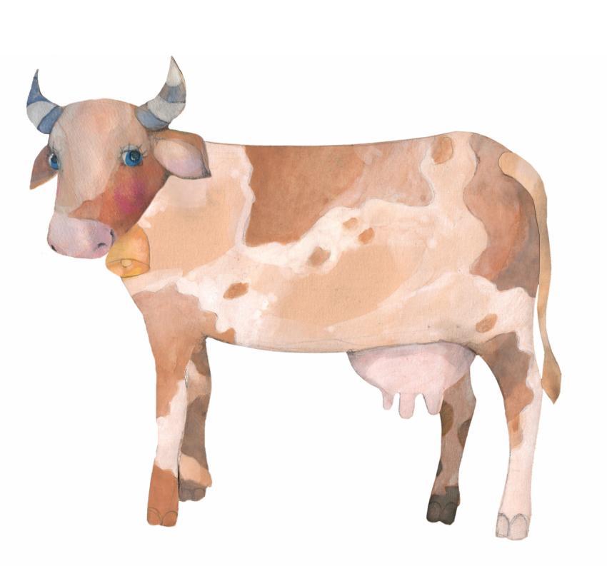white and brown cow