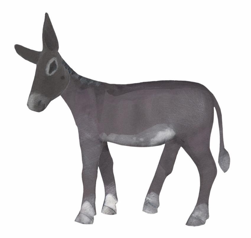 grey donkey