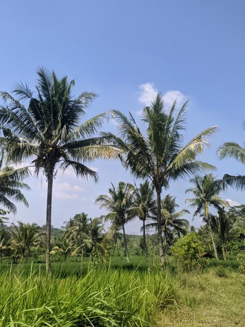 palm trees