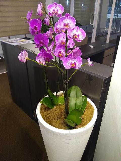 Moth orchid flower