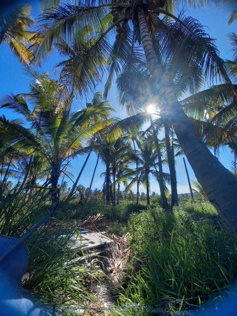 Photo of palm trees