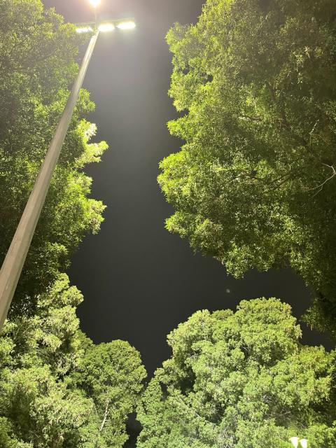 trees in the light of a lantern