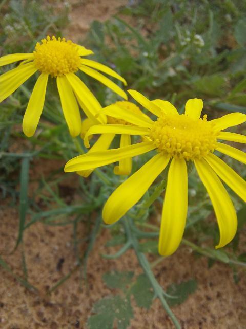 Euryops pectinatus