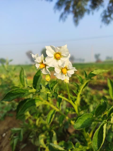 Patato flower