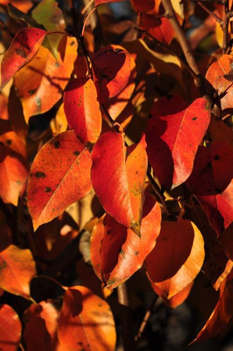leaves on the tree