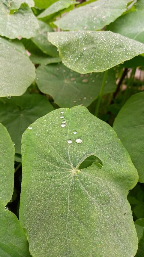 large green leaves with dew drops