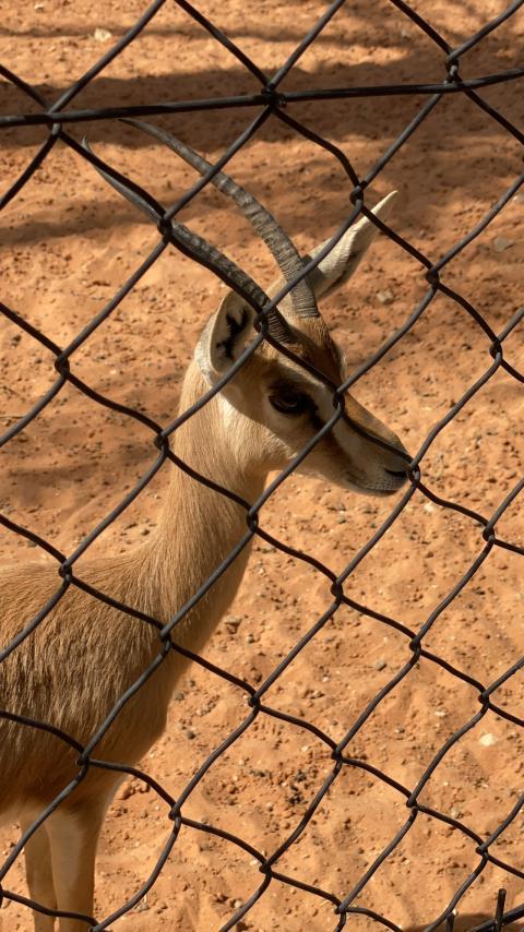 gazelle, behind a metal mesh