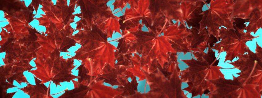 Painted orange autumn leaves on a blue background