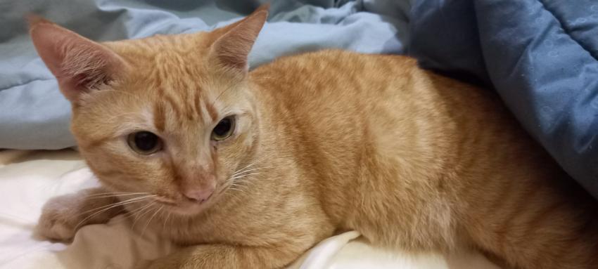 Cat relaxing