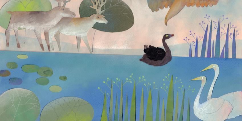black swan lake
