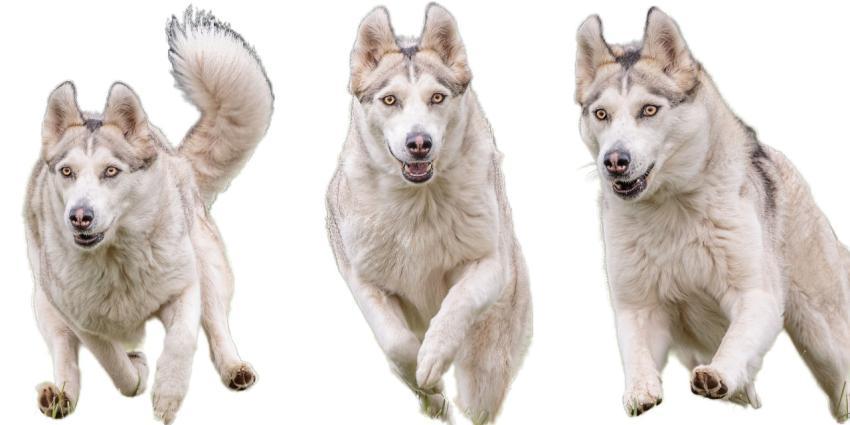 White dog collage running catching hunting straight on camera isolated on white background at full speed on competition