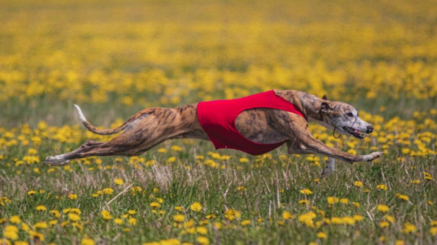 Dog running in green field and chasing lure at full speed on coursing competition straight into camera