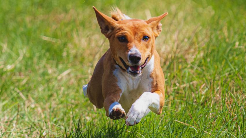 Dog running in green field and chasing lure at full speed on coursing competition straight into camera