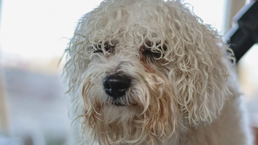 Dog looking at camera after hair brushing at professional grooming service