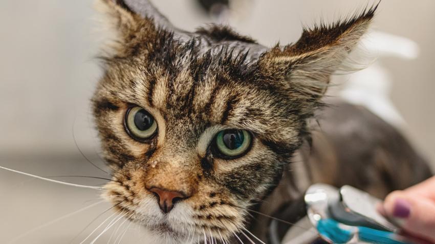 Maine Coon cat bathing with shower at grooming salon by professional groomer
