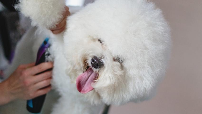 Dog grooming and getting professional service at pet salon by groomer