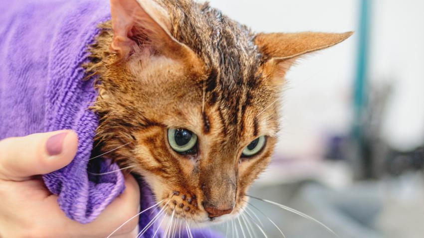 Leopard cat looking at camera at professional grooming service