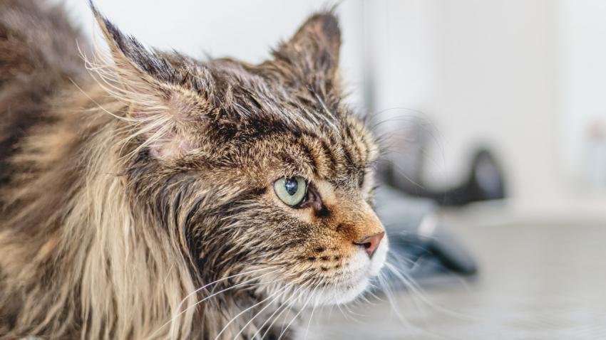 Maine Coon cat looking at camera at professional grooming service after washing