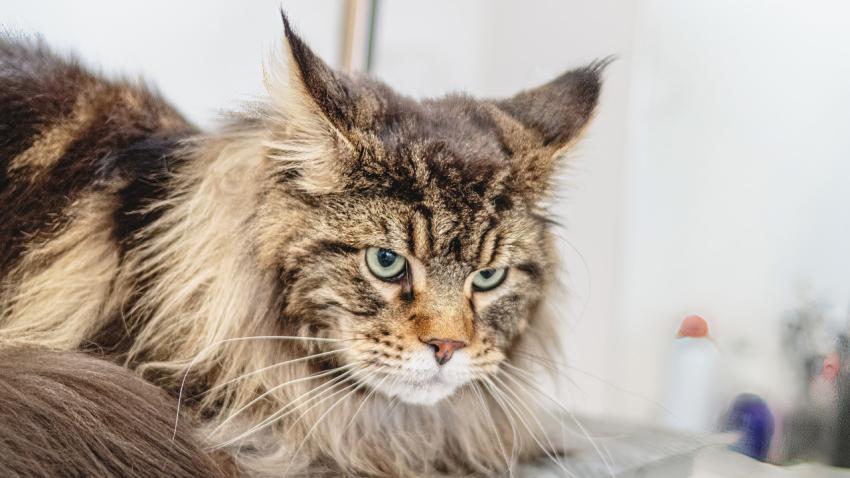 Maine Coon cat looking at camera at professional grooming service after washing