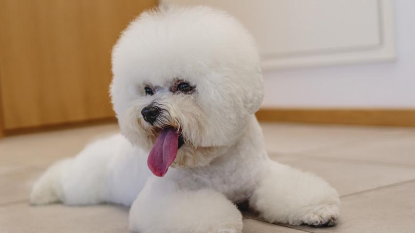 Dog looking at camera after hair brushing at professional grooming service