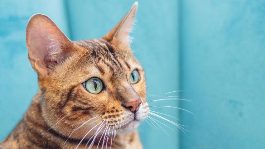 Leopard cat looking at camera at professional grooming service