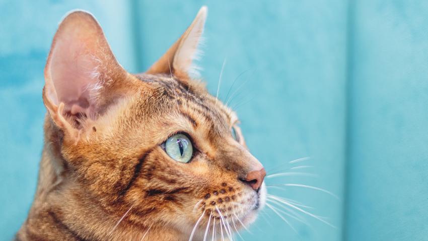 Leopard cat looking at camera at professional grooming service