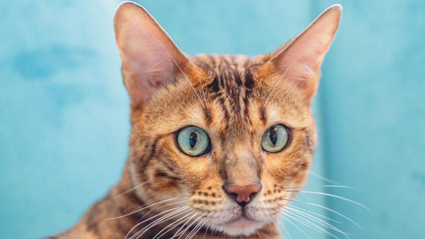 Leopard cat looking at camera at professional grooming service