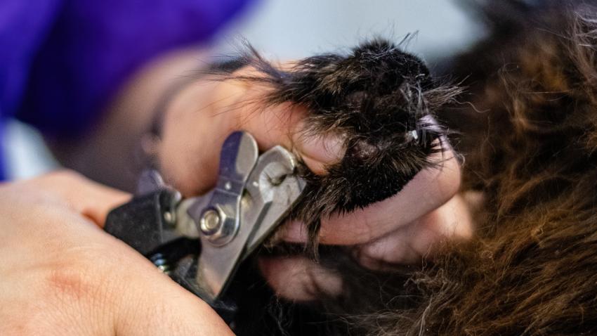 Cat paw pads trimmed with professional tool by groomer close up