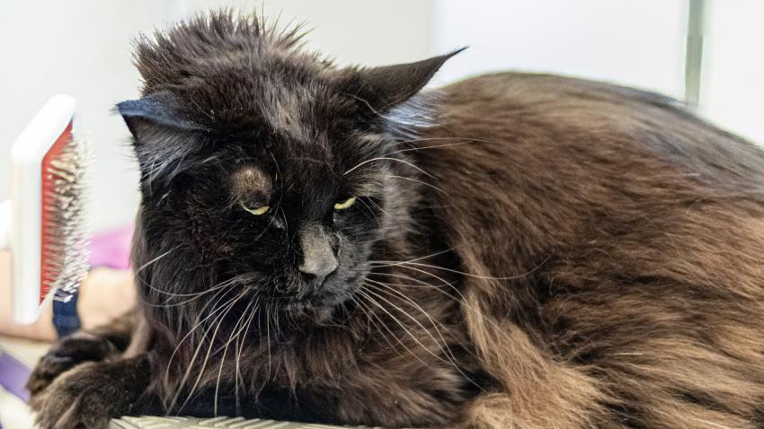 Maine Coon cat brushing and haircut by professional groomer