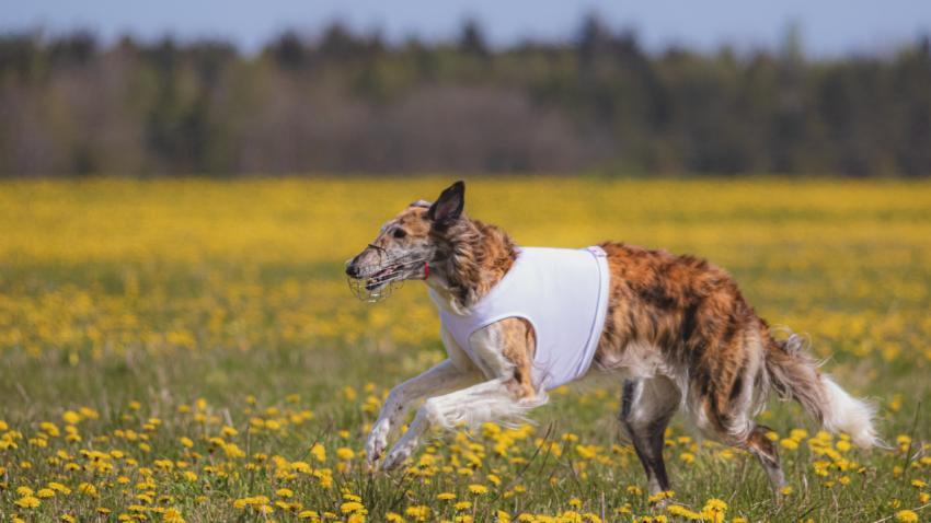 Dog running in green field and chasing lure at full speed on coursing competition straight into camera