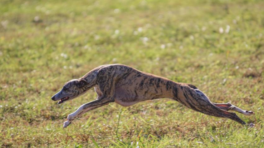 Dog running in green field and chasing lure at full speed on coursing competition straight into camera