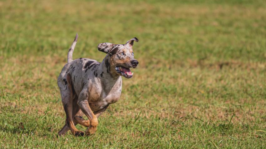 Dog running in green field and chasing lure at full speed on coursing competition straight into camera