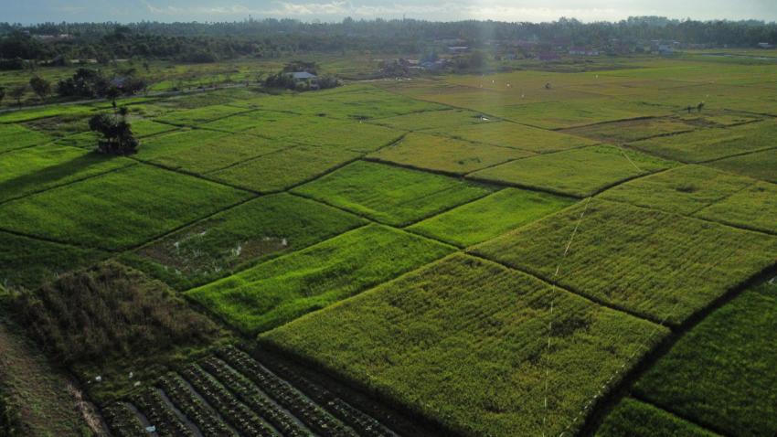 green fields