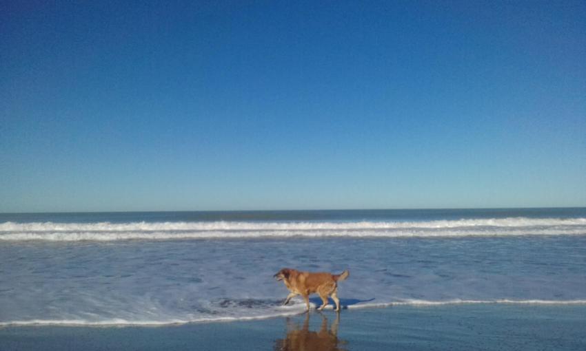 dog on the beach