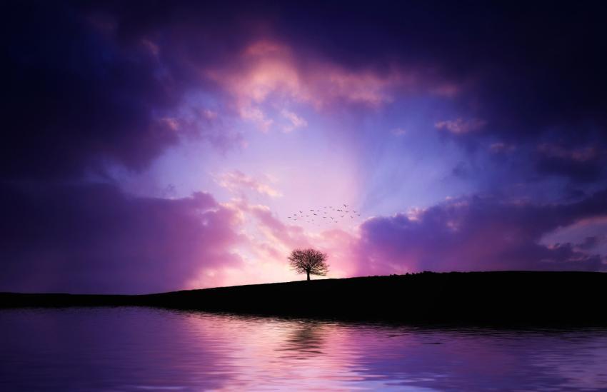 tree