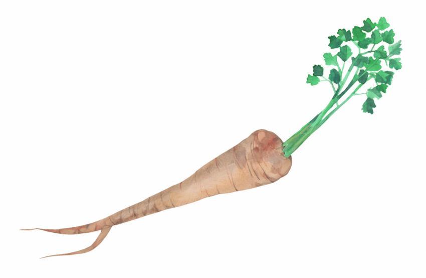 parsley