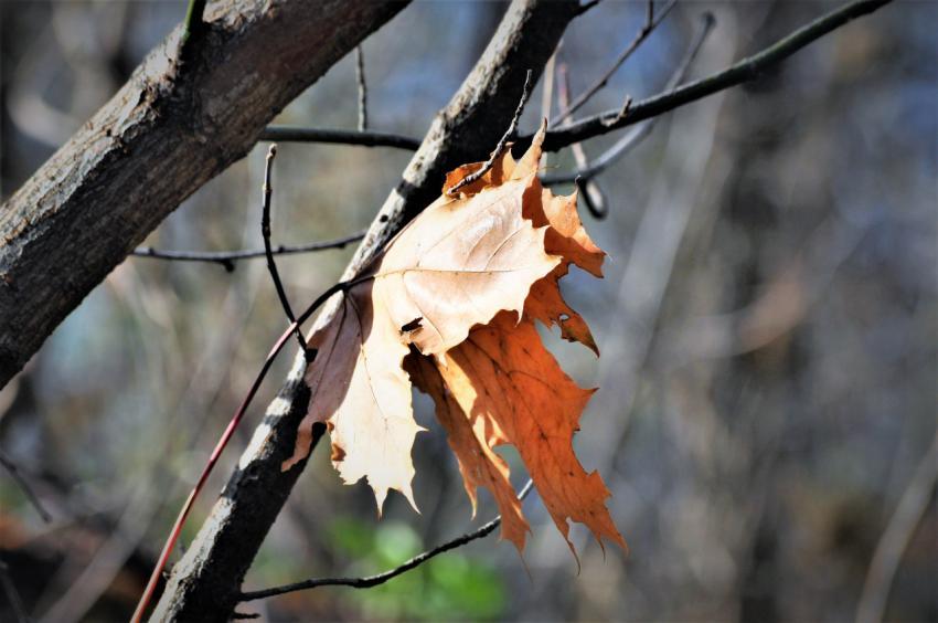 leaf closeup