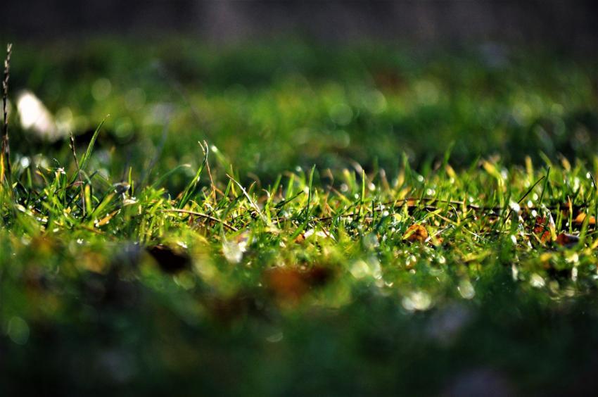 Grass close-up