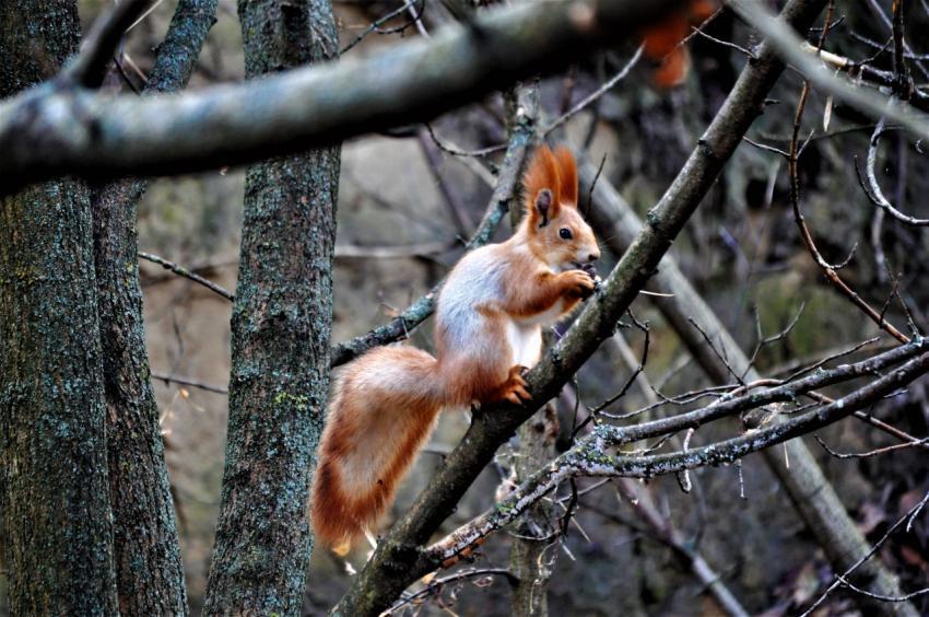 Squirrel on a tree