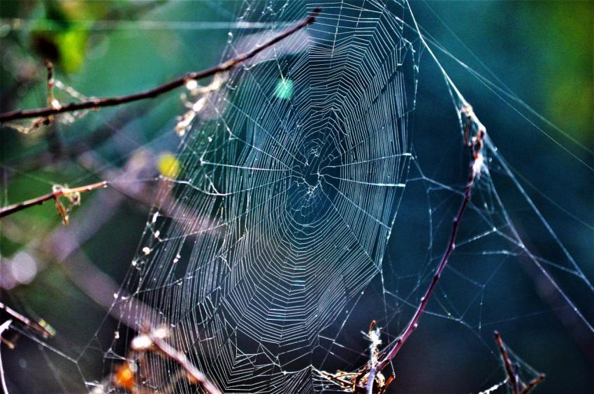 beautiful web