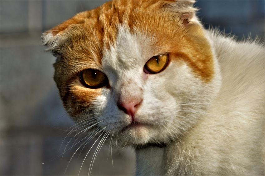 serious cat