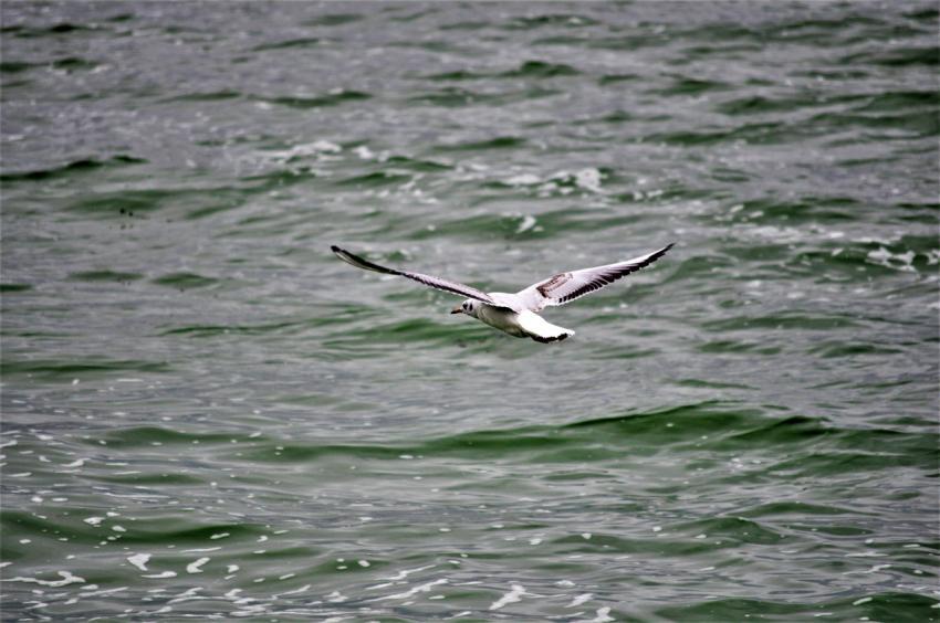 seagull in flight over water