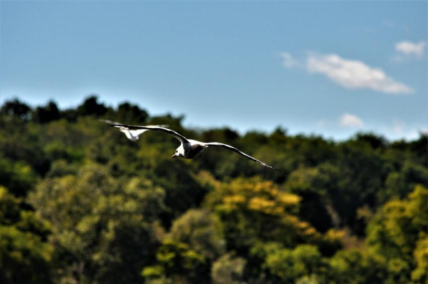 seagull in flight