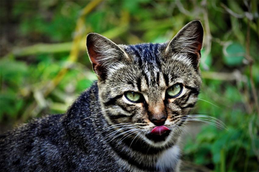 cat