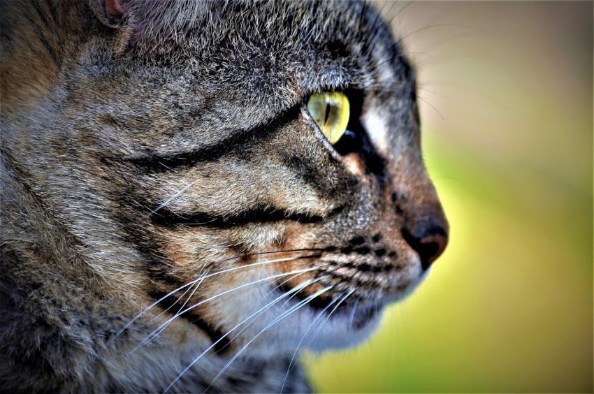 close-up of a cat's face